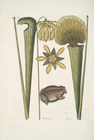 Mark Catesby - Rana Terrestris The LandFrog Sarracena.webp