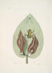 Rana viridis arborea La Rainette Verte Arum Americanum L'Herbe à Mouffette - Mark Catesby — vy av konstverket