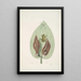 Rana viridis arborea La Rainette Verte Arum Americanum L'Herbe à Mouffette - Mark Catesby — inramlat konstverk på väggen