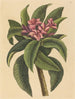 Frangipanni röd Plumeria rubra - Mark Catesby — vy av konstverket