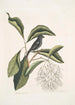 Längd: 40 cm, Höjd: 30 cm, Bred: 2 cm. Konsttryck av "Rubicilla minor nigra Le Petit Bouvreuil Noir Amelanchier c L'Arbre à Franges" av Mark Catesby. — vy av konstverket