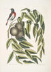 Ruticilla Americana Le Paruline à Gorge Rouge Juglans Nigra Le Noyer Noir - Mark Catesby — vy av konstverket