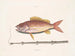 Le poisson-tobacco - Mark Catesby — vy av konstverket