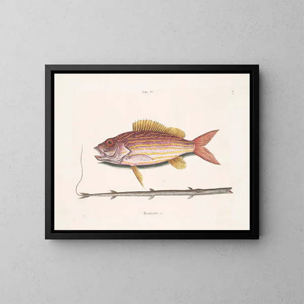 Le poisson-tobacco - Mark Catesby — inramlat konstverk på väggen