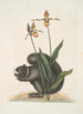 L'Écureuil Noir Calceolus Le Sabot de Vénus - Mark Catesby — vy av konstverket