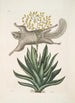 Sciurus L'Écureuil Volant Viscum - Mark Catesby — vy av konstverket