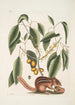 Sciurus L'Écureuil Terrestre Cornus L'Arbre à Mastic - Mark Catesby — vy av konstverket