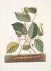 Scolopendra Hamamelis - Mark Catesby — vy av konstverket