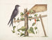 Smilax c. Hirundo purpurea, den Purpursvala - Mark Catesby — vy av konstverket