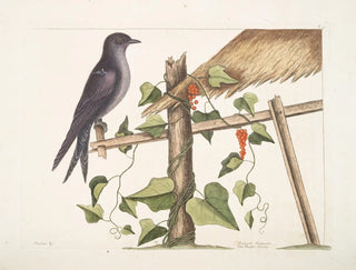 Mark Catesby - Smilax c  Hirundo Purpurea The Purple Martin.webp