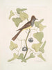 Smilax c Muscicapa cristata Le Moucherolle huppé - Mark Catesby — vy av konstverket