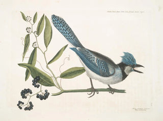 Smilax lisse, icke-tandade laurbärblad, svarta bär, laurbärbladssmilax, Pica cristata carulea, den blå huppade nötskrikan - Mark Catesby — vy av konstverket