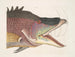 Le grand poisson-hogfish - Mark Catesby — vy av konstverket