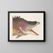 Le grand poisson-hogfish - Mark Catesby — inramlat konstverk på väggen