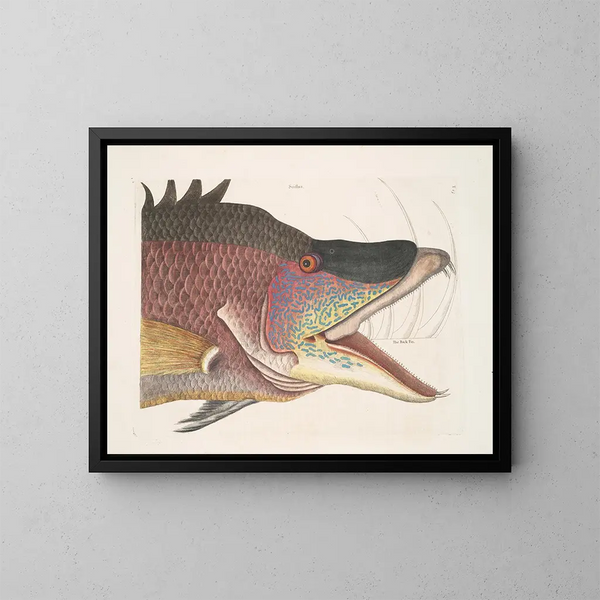 Le grand poisson-hogfish - Mark Catesby — inramlat konstverk på väggen