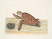 Tortue caouanne - Mark Catesby — vy av konstverket