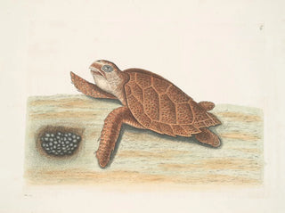 Tortue caouanne - Mark Catesby — vy av konstverket