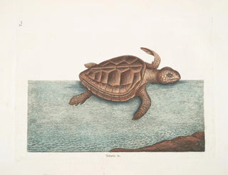 La tortue caouanne - Mark Catesby — vy av konstverket