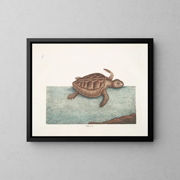 La tortue caouanne - Mark Catesby — inramlat konstverk på väggen