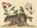 Le coney des Bahamas - Mark Catesby — vy av konstverket