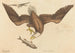 Le Pygargue à tête blanche (Falco leucocephalus) - Mark Catesby — vy av konstverket