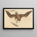 Le Pygargue à tête blanche (Falco leucocephalus) - Mark Catesby — inramlat konstverk på väggen
