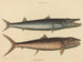Le barracuda - Mark Catesby — vy av konstverket