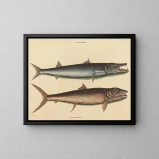 Mark Catesby - The Barracuda Esox barracuda.webp