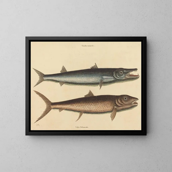 Le barracuda - Mark Catesby — inramlat konstverk på väggen