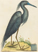 Le Héron Bleu Ardea coerulea - Mark Catesby — vy av konstverket