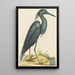 Le Héron Bleu Ardea coerulea - Mark Catesby — inramlat konstverk på väggen
