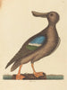 Le Canard souchet à ailes bleues Anas clypeata foemina - Mark Catesby — vy av konstverket