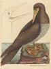 Le fou Pelecanus sula - Mark Catesby — vy av konstverket