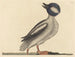 Le canard à tête de buffle - Mark Catesby — vy av konstverket