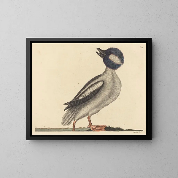 Le canard à tête de buffle - Mark Catesby — inramlat konstverk på väggen