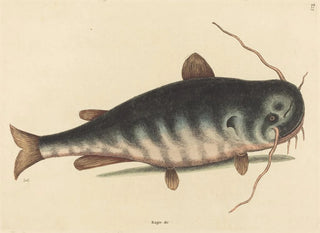 Mark Catesby - The Cat Fish Silurus catus.webp