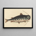 Le Poisson-Chat Silurus catus - Mark Catesby — inramlat konstverk på väggen