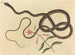 Le serpent fouet de coachwhip - Mark Catesby — vy av konstverket