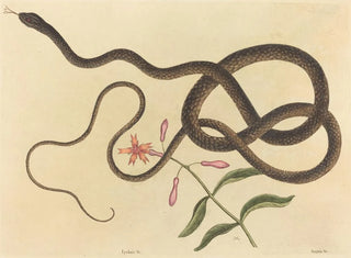 Le serpent fouet de coachwhip - Mark Catesby — vy av konstverket