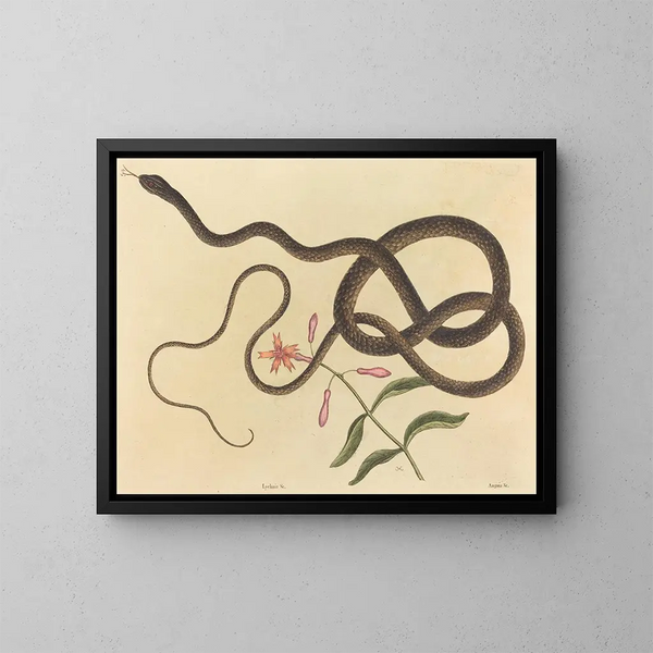 Le serpent fouet de coachwhip - Mark Catesby — inramlat konstverk på väggen