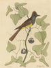 Le Moucherolle huppé Muscicapa cristata - Mark Catesby — vy av konstverket