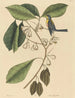 Le Grimpereau des pins Parus americanus - Mark Catesby — vy av konstverket