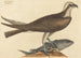 Le balbuzard pêcheur Falco haliaetus - Mark Catesby — vy av konstverket
