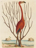 Le flamant rose Phoenicopterus ruber - Mark Catesby — vy av konstverket