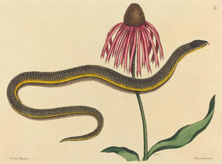 Le serpent de verre Anguis ventralis - Mark Catesby — vy av konstverket