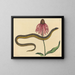 Le serpent de verre Anguis ventralis - Mark Catesby — inramlat konstverk på väggen