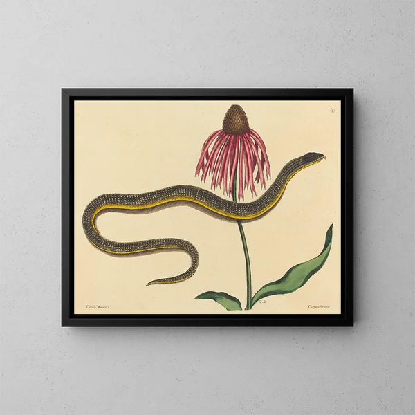 Le serpent de verre Anguis ventralis - Mark Catesby — inramlat konstverk på väggen