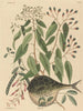 Le poisson globe Tetrodon lagocephalus - Mark Catesby — vy av konstverket