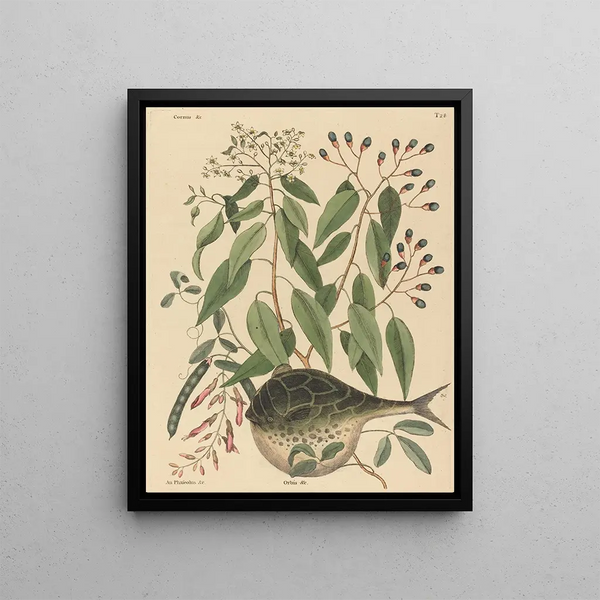 Mark Catesby - The Globe Fish Tetrodon lagocephalus.webp