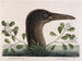 Le grand bouc à feuilles obtuses d'Anthémis Bassano - Mark Catesby — vy av konstverket